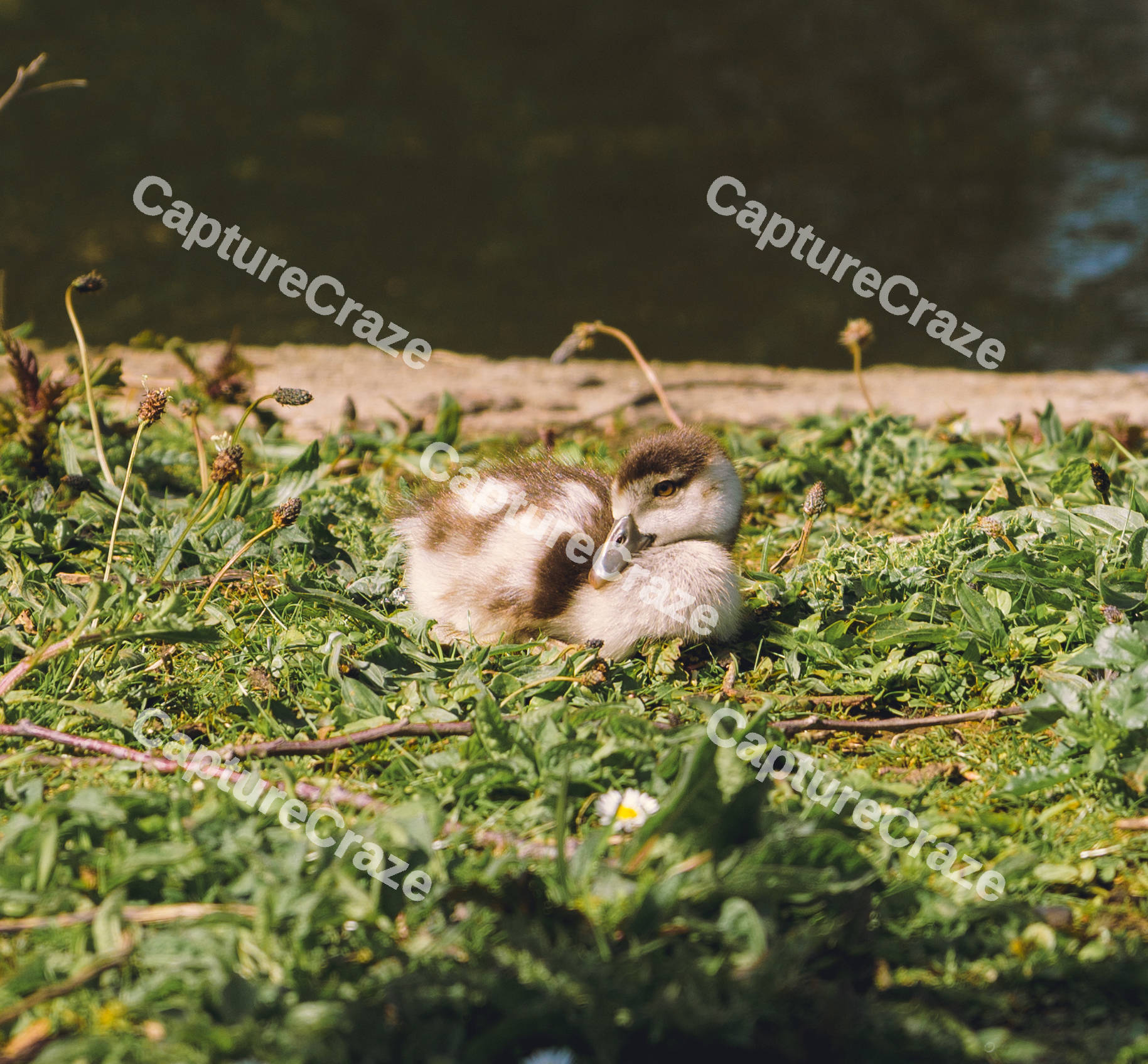 Baby Egyptian Goose